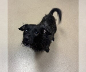 Miniature Schnauzer-Unknown Mix Dogs for adoption in Decatur, IL, USA