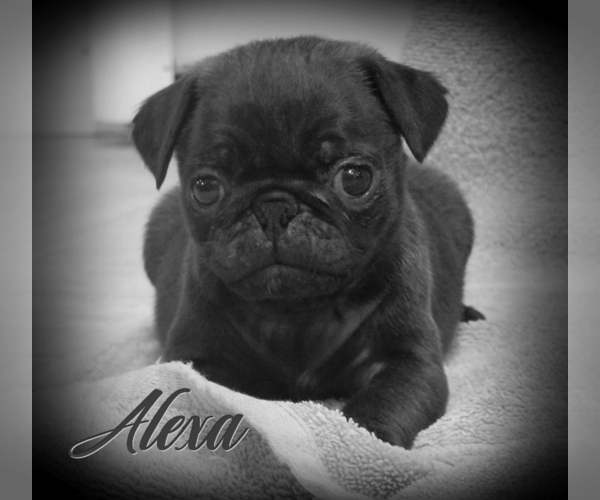 Medium Photo #1 Pug Puppy For Sale in ELVERSON, PA, USA