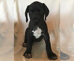 Small Photo #1 Great Dane Puppy For Sale in LAKE WALES, FL, USA