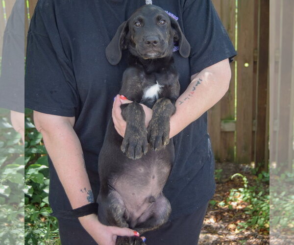 Medium Photo #3 Coonhound-Unknown Mix Puppy For Sale in Huntley, IL, USA