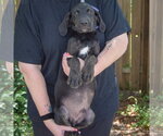 Small #2 Coonhound Mix