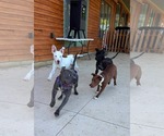 Small #5 American Pit Bull Terrier Mix