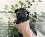 Puppy Roxy Schnauzer (Miniature)