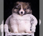 Puppy Cuddles Pomeranian