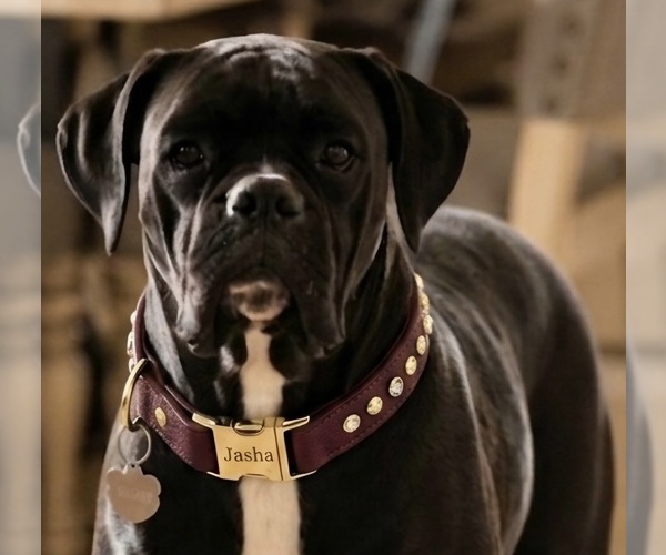 Medium Photo #1 Boxer Puppy For Sale in HOUSTON, TX, USA