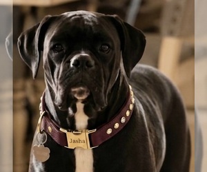 Mother of the Boxer puppies born on 08/14/2026