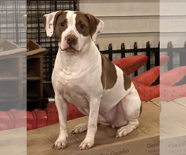 Medium Photo #4 Mutt Puppy For Sale in Oakhurst, NJ, USA