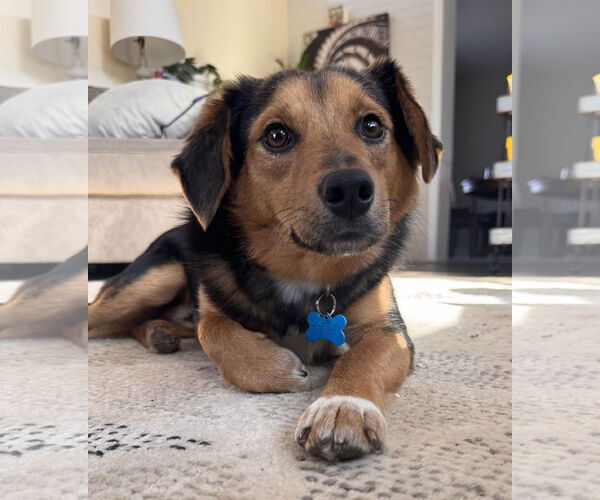 Medium Photo #2 Collie-Unknown Mix Puppy For Sale in Plainfield, IL, USA