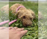 Small #6 Shih-Poo