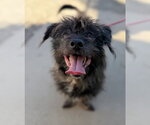 Small #3 Lhasa Apso Mix
