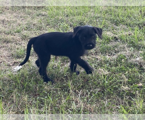 Medium Photo #2 Schnauzer (Giant) Puppy For Sale in CLEVELAND, TX, USA