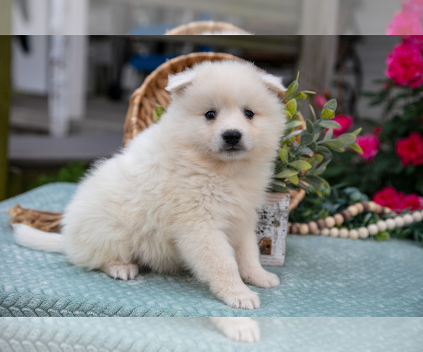 Medium Photo #4 American Eskimo Dog Puppy For Sale in BERNE, IN, USA