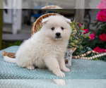 Small #3 American Eskimo Dog