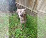 Small #1 Doberman Pinscher Mix