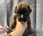 Small #5 Boxer