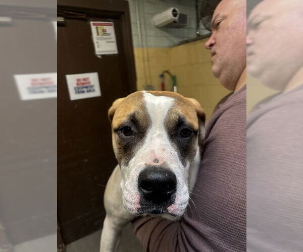 Medium Photo #1 Saint Bernard-Unknown Mix Puppy For Sale in Stockton, CA, USA