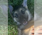 Small Photo #2 German Shepherd Dog Puppy For Sale in BRIGHTON, MO, USA