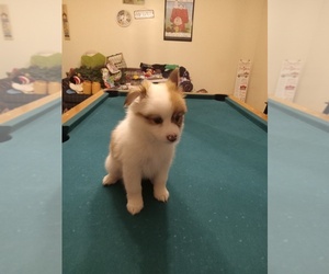 Pembroke Welsh Corgi-Pomeranian Mix Puppy for sale in SAINT PAUL, VA, USA