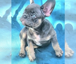 French Bulldog Puppy for sale in CINCINNATI, OH, USA