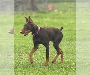 Doberman Pinscher Dogs for adoption in Huntsville, TX, USA