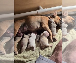 French Bulldog Litter for sale in PROVIDENCE, NC, USA