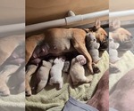 Image preview for Ad Listing. Nickname: Litter of 4