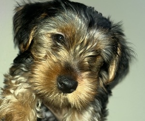 Medium Yorkshire Terrier