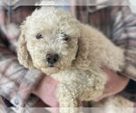 Small #3 Mutt