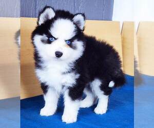 Pomsky Puppy for Sale in PUNTA GORDA, Florida USA