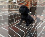 Small #2 Labrador Retriever Mix