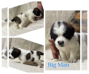 Saint Bernard Puppy for Sale in DELPHI, Indiana USA