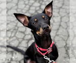 Small #13 Mutt