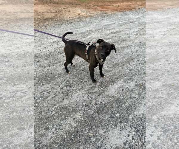 Medium Photo #3 Mutt Puppy For Sale in Greenville, SC, USA