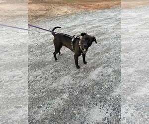 Roo - Female Mutt Dog for Adoption - Photo #3