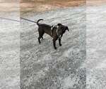 Small #2 Mutt