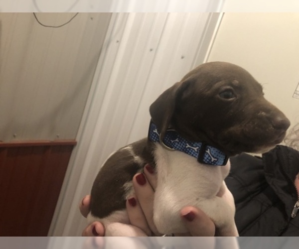 Medium Photo #4 German Shorthaired Pointer Puppy For Sale in PERRY, KS, USA