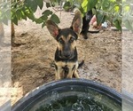 Litter of 2 - Female German Shepherd DogLitter of Puppies for Sale - Photo #14