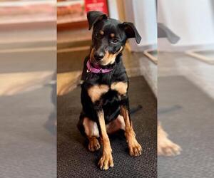 Rottweiler-Unknown Mix Dogs for adoption in Boston, MA, USA