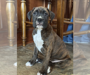 Boxer Puppy for sale in COXS CREEK, KY, USA