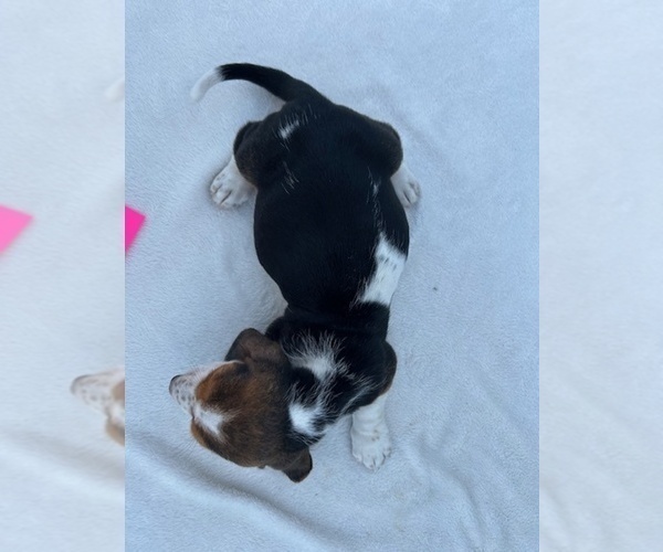 Medium Photo #17 Basset Hound Puppy For Sale in NEW BOSTON, TX, USA