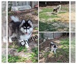 Small Photo #1 Pomsky Puppy For Sale in SPRING HILL, FL, USA