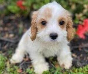 Cavapoo Puppy for sale in HICKORY, NC, USA