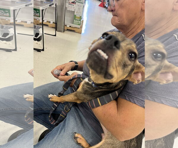 Medium Photo #3 Chipin Puppy For Sale in Pipe Creek, TX, USA