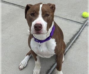 American Pit Bull Terrier Dogs for adoption in Denver, CO, USA