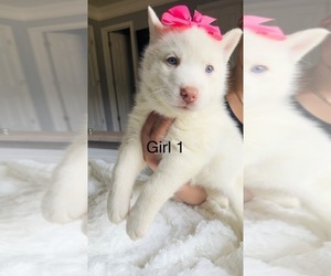 Siberian Husky Litter for sale in HIRAM, GA, USA