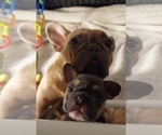 Small Photo #28 French Bulldog Puppy For Sale in MANHATTAN, NY, USA