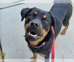 Small #1 Rottweiler Mix