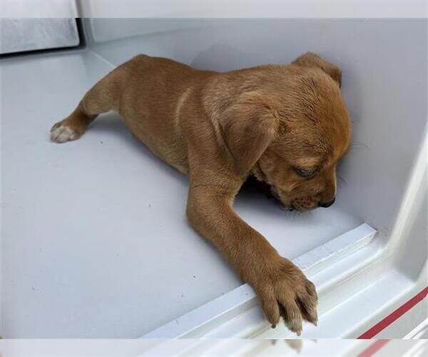 Medium Photo #1 American Pit Bull Terrier-Unknown Mix Puppy For Sale in Houston, TX, USA