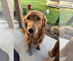 Father of the Golden Retriever puppies born on 09/03/2025