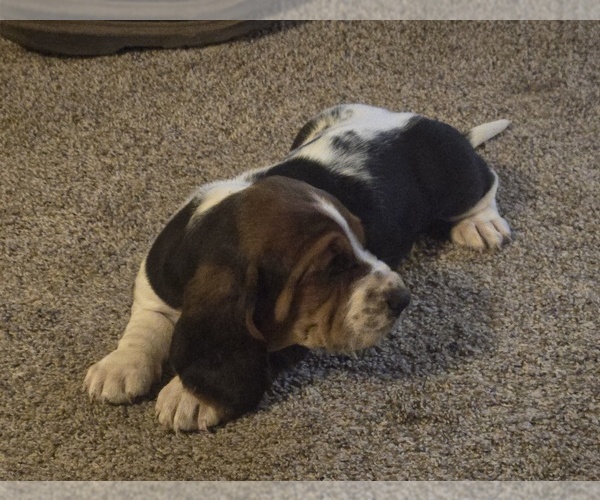 Medium Photo #1 Basset Hound Puppy For Sale in TOPPENISH, WA, USA